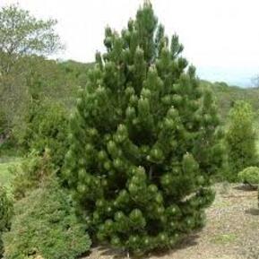 Сосна Гельдрейха Грисс (Greece)