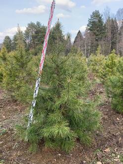 Сосна скрученная Конторта