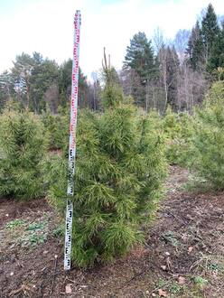 Сосна скрученная Конторта