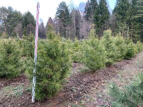 Сосна скрученная Конторта