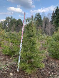 Сосна скрученная Конторта