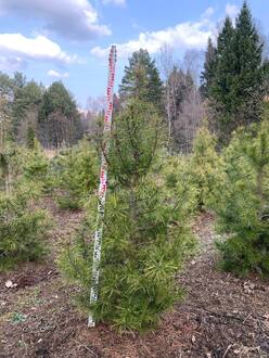 Сосна скрученная Конторта