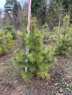 Сосна скрученная Конторта