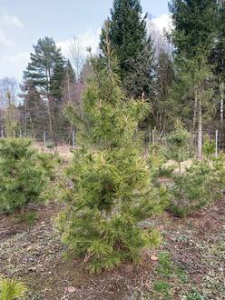 Сосна скрученная Конторта