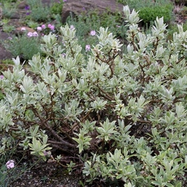 Ива швейцарская Саликс гельветика (Salix helvetica)