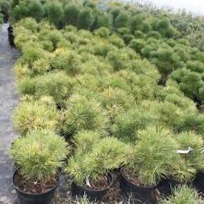 Сосна горная Саншайн (Sunshine)