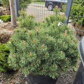 Сосна густоцветковая Брукс Ред Вариегата (Burkes Red Variegata)