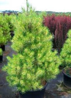 Сосна густоцветковая Голден Гост (Golden Ghost)