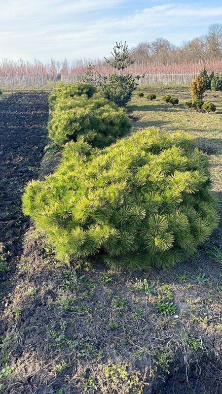 Сосна густоцветковая Джейн Клуис (Jane Kluis)