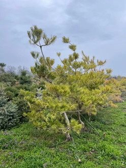 Сосна густоцветковая Окулюс Драконис (Oculus draconis)