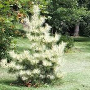 Сосна густоцветковая Окулюс Драконис (Oculus draconis)