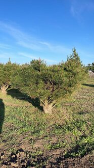 Сосна густоцветная Умбракулифера (Umbraculifera)