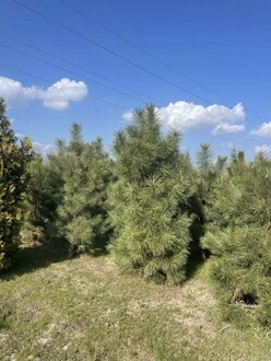 Сосна желтая Пинус пондероза (Pinus ponderosa)