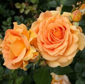 Роза флорибунда Голдэльзе (Goldelze)