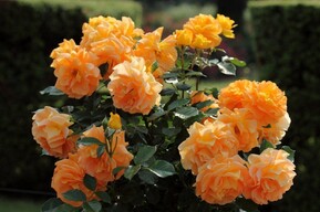 Роза флорибунда "Goldelze" (Голдэльзе)