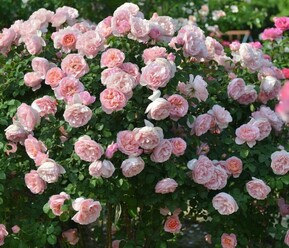 Роза флорибунда Дам Де Шенонсо (Dame de Chenonceau)