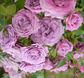 Роза флорибунда Лилак Топаз (Lilac Topaz)