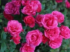 Роза флорибунда Ману Мейян (Manu Meyan)