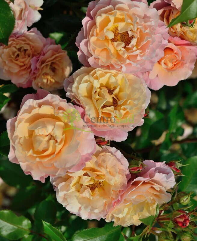 Роза флорибунда Мари Кюри (Marie Curie)