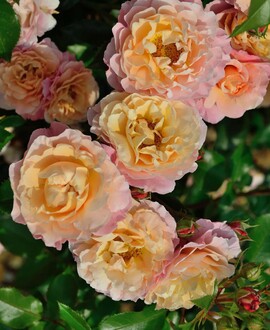 Роза флорибунда Мари Кюри (Marie Curie)