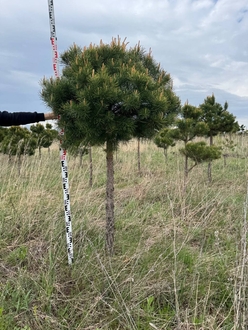 Сосна Пиния (A4583)