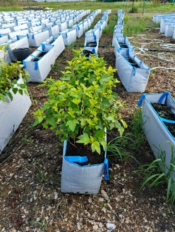 Акция на пузыреплодник Ангел Голд (Angel Gold) | Предзаказ на весну 2026