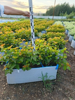 Акция на пузыреплодник Амбер Джубили (Amber Jubilee) | Предзаказ на весну 2026