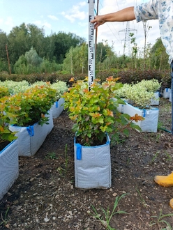 Акция на пузыреплодник Амбер Джубили (Amber Jubilee) | Предзаказ на весну 2026