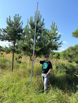 Сосна Пиния П3 Высота 400-450см, St 120 см, ряд 1/4