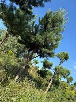 Сосна Пиния П3 Высота 400-450см, St 120 см, ряд 1/4