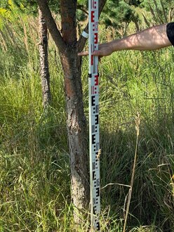 Сосна Пиния П3 Высота 400-450см, St 120 см, ряд 1/4