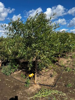 Ива Ломкая Буллата (Bullata)