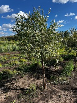 Ива Ломкая Буллата (Bullata)