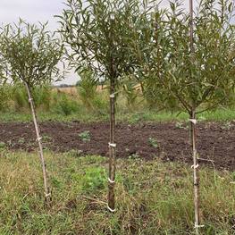 Ива Ломкая Буллата (Bullata)