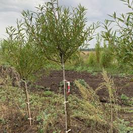 Ива Ломкая Буллата (Bullata)