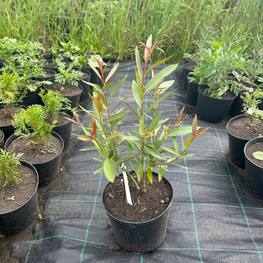 Ива Ломкая Буллата (Bullata)