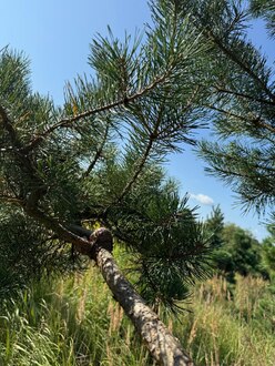 Сосна Пиния П3 Высота 400 см, St 150 см, ряд 1/3