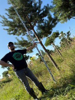 Сосна Пиния П3 Высота 400 см, St 150 см, ряд 1/3