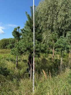 Сосна Пиния П3 Высота 400-450 см, St 170 см, ряд 8/4