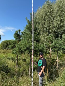 Сосна Пиния П3 Высота 400-450 см, St 170 см, ряд 8/4