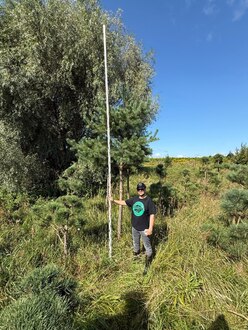 Сосна Пиния П3 Высота 400-450см, St 200 см, ряд 8/12