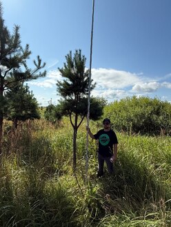 Сосна Пиния П3 Высота 350-400 см, St 150 см, ряд 9/4