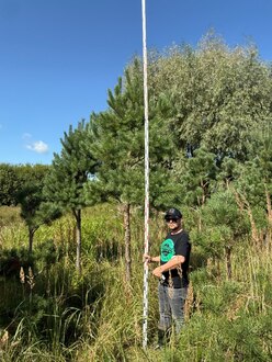 Сосна Пиния П3 Высота 400-450см, St 200 см, ряд 8/6