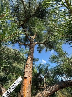 Сосна Пиния П3 Высота 400-450см, St 200 см, ряд 8/6