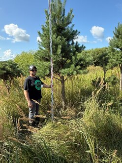 Сосна Пиния П3 Высота 350-400 см, St 130 см, ряд 8/4