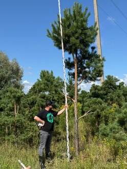 Сосна Пиния П3 Высота 400-450 см, St 120 см, ряд 3/1