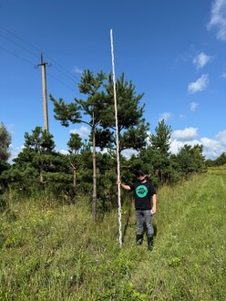 Сосна Пиния П3 Высота 450-500 см, St 280 см, ряд 1/1