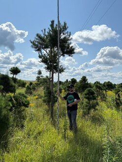 Сосна Пиния П2 Высота 400-450см, St 250 см, ряд 1/13