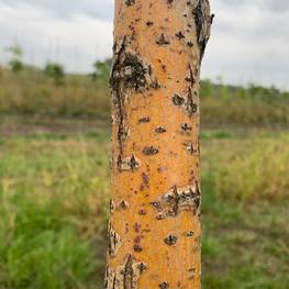 Ива Памяти Бажова (Bazova)