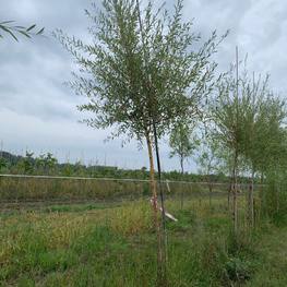 Ива Памяти Бажова (Bazova)